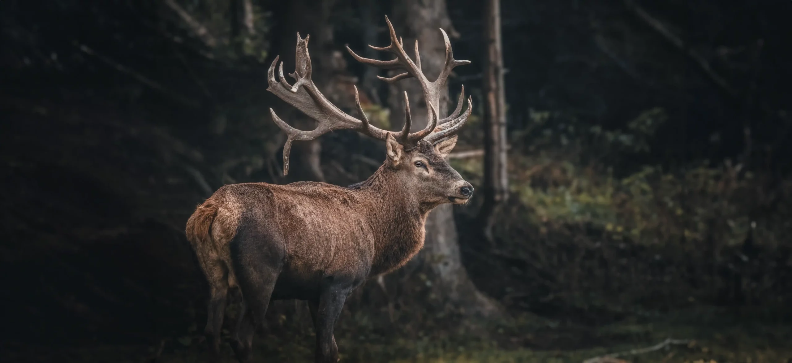 Parc animalier à Saint Nectaire